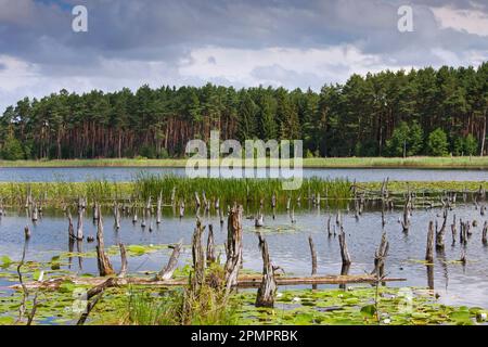 Mühlensee / Mühlensee bei Kargow im Müritz-Nationalpark / Müritz-Nationalpark im Sommer, Mecklenburg-Vorpommern, Deutschland Stockfoto