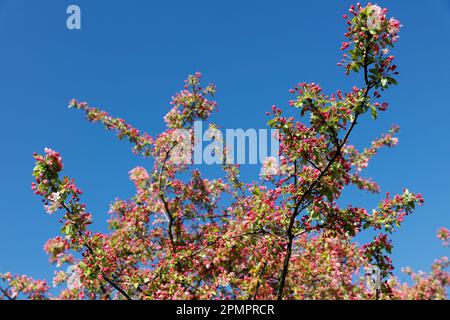 Frühlingskrabben-Apfelbaum in Blüte Stockfoto