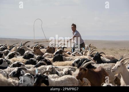 Nomadischer mongolischer Hirte mit Ziegen (Capra aegagrus hircus) auf den Ebenen in der Wüste Gobi; Wüste Gobi, Mongolei Stockfoto