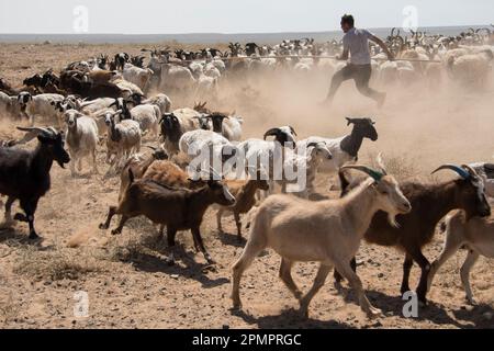 Nomadischer mongolischer Hirte mit einigen Ziegen (Capra aegagrus hircus) auf den Ebenen in der Wüste Gobi; Wüste Gobi, Mongolei Stockfoto