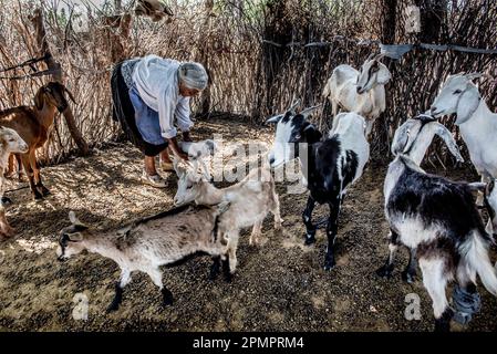 Frau, die Ziegen in einer landwirtschaftlichen Genossenschaft pflegt; Ejido Hidalgo, San Luis, Mexiko Stockfoto