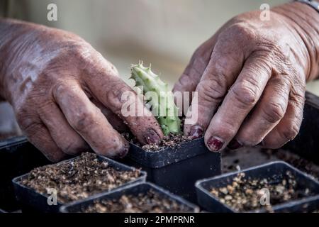 Hände einer Frau, die eine junge Kaktuspflanze pflegt; Ejido Hidalgo, San Luis, Mexiko Stockfoto