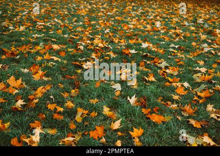 Der rote und orangefarbene Herbst hinterlässt einen Hintergrund auf dem grünen Gras. Im Freien. Farbenfrohe Herbstblätter, perfekt für saisonale Nutzung. Platz für Text. Stockfoto