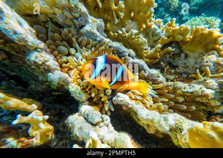 Farbenfrohe Amphiprioninae Clownfische, die sich in ihrer Wirtsanemone an einem tropischen Korallenriff des Roten Meeres im Nationalpark Ras Mohammed verstecken Stockfoto