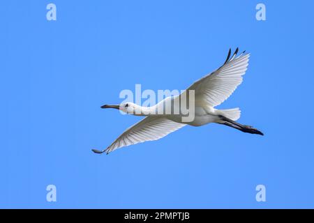 Ein fliegender Löffel an einem sonnigen Tag im Sommer, blauer Himmel, Nordfrankreich Stockfoto