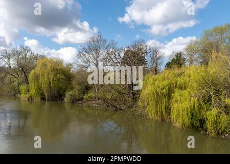 Blick auf die Themse und Bäume am Flussufer von der Sonning Bridge im Frühling, Sonning-on-Thames, Berkshire, England, Großbritannien Stockfoto