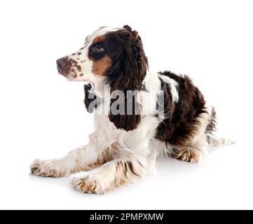 English Cocker Spaniel vor weißem Hintergrund Stockfoto
