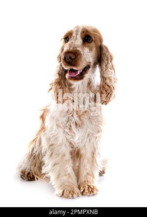 English Cocker Spaniel vor weißem Hintergrund Stockfoto