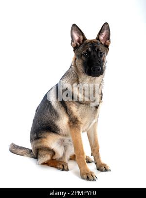 Junger deutscher Schäferhund vor weißem Hintergrund Stockfoto