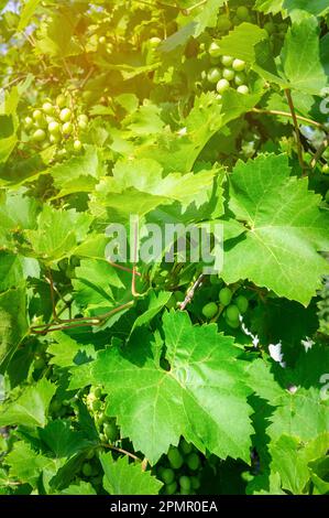 Trauben, Traubenreifung, Früchte im Reifungsprozess Stockfoto