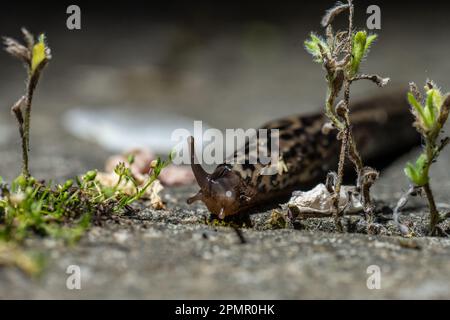 Leopardslug Mimax Maximus auf einem Steinteller Stockfoto