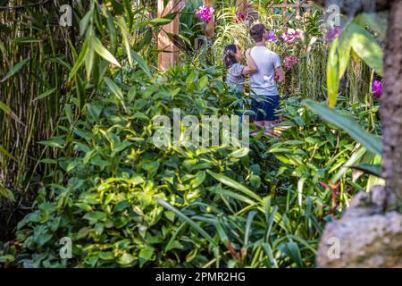 Ein Paar bewundert wunderschöne Blumen im Fuqua Conservatory im Atlanta Botanical Garden in Midtown Atlanta, Georgia. (USA) Stockfoto