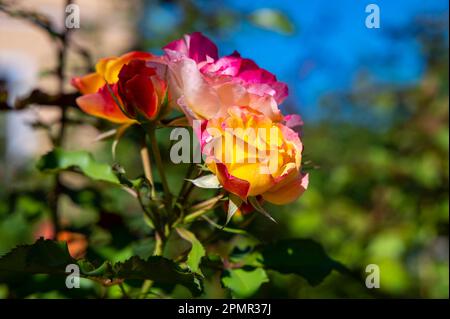 Makroaufnahme einer rosa-gelben Rose (rosaceae) im Sonnenlicht. Stockfoto