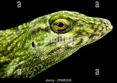 Neotropische Grüne Anole (Norops biporcatus) Stockfoto