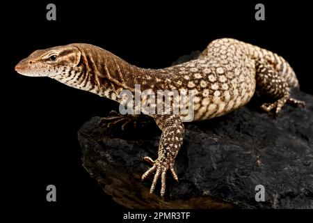 Schwarzkopfmonitor (Varanus tristis) Stockfoto