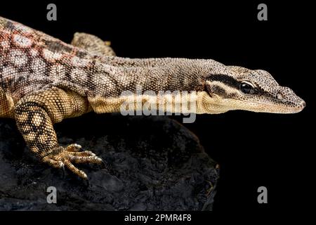 Kimberley Rock Monitor (Varanus glauerti) Stockfoto