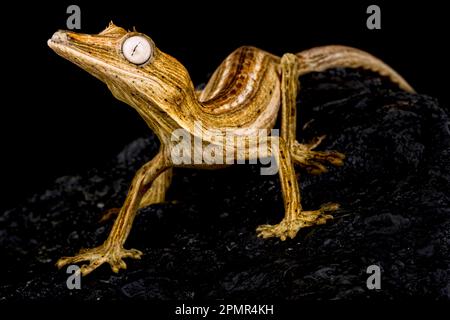 Blattschwanzgecko (Uroplatus lineatus) Stockfoto