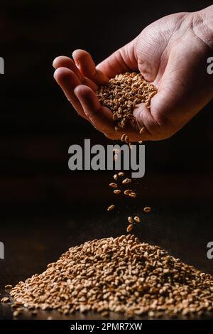 Eine Handvoll Gerstenmalz auf schwarzem Hintergrund. Männliche Hand gießt eine Handvoll Gerstenmalz auf den Tisch. Nahaufnahme. Stockfoto