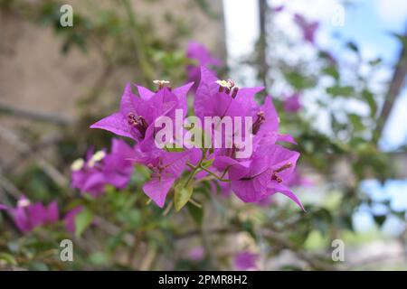 Bougainvillea in den Gables. Nahaufnahme dieser wunderschönen Blume im Frühling. Stockfoto