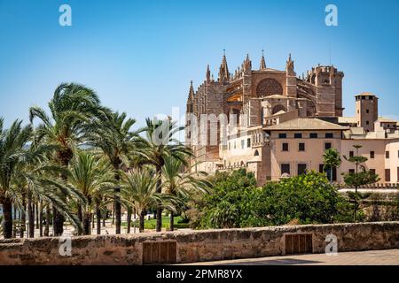 Rückansicht der Kathedrale Santa Maria von Palma mit Palmen Stockfoto