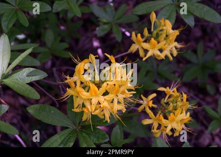 Diese duftende Blume, Ziffin genannt, kann in unserer Region schädlich für Menschen sein Stockfoto