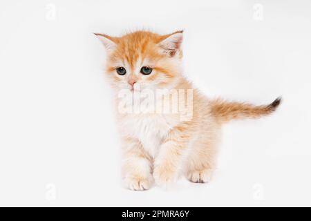 Schottische gerade goldschattige Chinchilla-Kätzchen Stockfoto