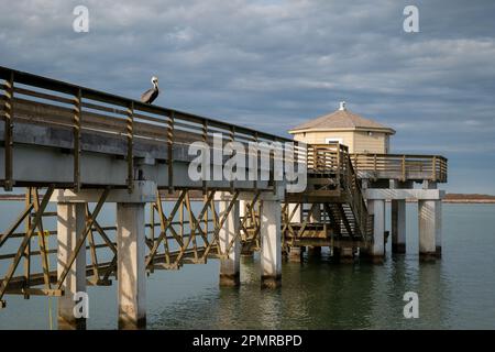 Ein einzelner brauner Pelikan befindet sich auf dem Holzgeländer des Piers mit Betonsäulen und einer geschlossenen Struktur am Ende, über dem Wasser, am Abend Stockfoto