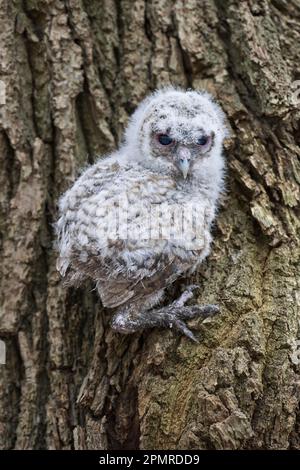 Junge Tawny Owl (Strix aluco), Branchling, Emsland, Niedersachsen, Deutschland Stockfoto