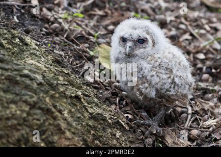 Junge Tawny Owl (Strix aluco), Branchling, Emsland, Niedersachsen, Deutschland Stockfoto