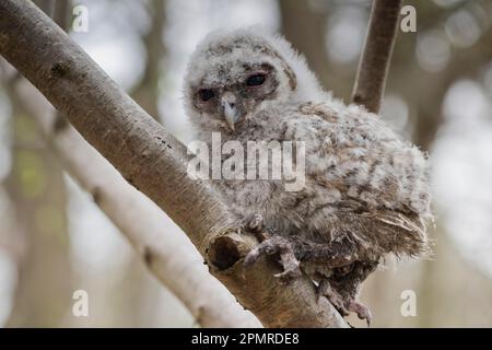 Junge Tawny Owl (Strix aluco), Branchling, Emsland, Niedersachsen, Deutschland Stockfoto