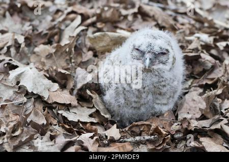 Junge Tawny Owl (Strix aluco), Branchling, Emsland, Niedersachsen, Deutschland Stockfoto