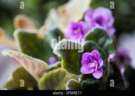 Eine lilafarbene blühende afrikanische violette Blume saintpaulia im Topf auf Fensterbank, Makro Nahaufnahme Stockfoto