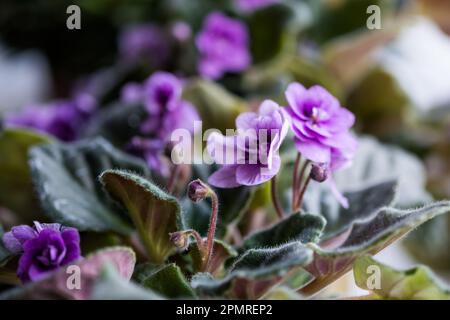 Eine Menge lila blühende afrikanische violette Blumen saintpaulia im Topf auf Fensterbank, Makro Nahaufnahme Stockfoto