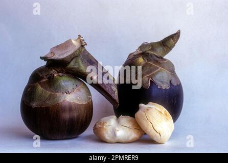 Frucht, Palmyra palm (Borassus flabellifier linn) (arecaceae) palm toddy palm, Tamil Nadu, Südindien, Indien, Asien Stockfoto