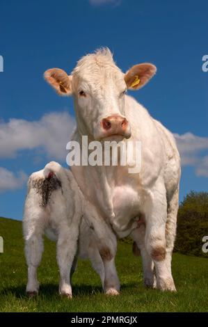 Hausrinder, Charolais, Kühe mit Saugkalb, auf Weide stehend, England, Vereinigtes Königreich Stockfoto