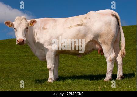 Hausrinder, Charolais, Kuh, auf der Weide, England, Vereinigtes Königreich Stockfoto