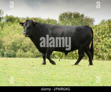 Hausrinder, Dexter-Stier, Weiden, Bradford, West Yorkshire, England, Vereinigtes Königreich Stockfoto