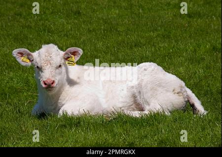 Hausrinder, Charolais, Kalb, ruhend auf Gras, England, Vereinigtes Königreich Stockfoto