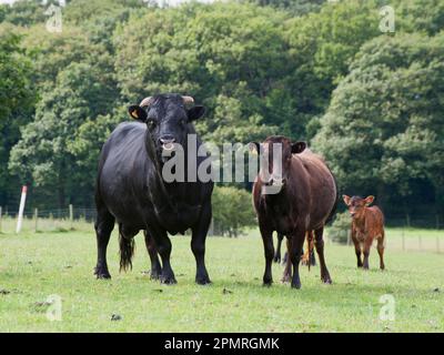 Hausrinder, Dexter-Stier, Kuh und Kalb, auf Weide stehend, Bradford, West Yorkshire, England, Vereinigtes Königreich Stockfoto