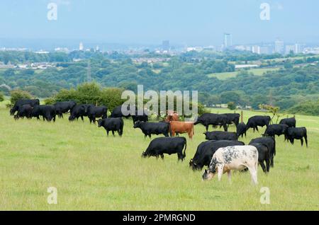 Hausrinder, Dexter, British Blue und Aberdeen-Angus-Rinderherden, die auf Weiden weiden, mit einer Stadt in der Ferne, Bradford, West Yorkshire, England Stockfoto