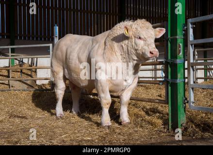 Hausrinder, Charolais-Bulle, auf Strohhalm, Malton, North Yorkshire, England, Vereinigtes Königreich Stockfoto