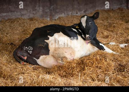 Hausrinder, Holstein-Rinder, die auf Stroh liegen und kurz vor dem Kalben stehen, Staffordshire, England, Winter Stockfoto