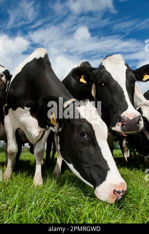 Hausrinder, Holstein-Milchkühe, auf Weide stehende Herde, Cumbria, England, Vereinigtes Königreich Stockfoto