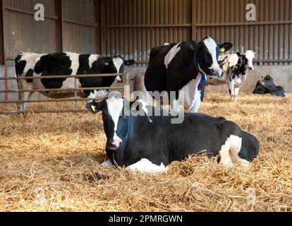 Hausrinder, Milchkühe vom Typ Holstein Friesian, Herde im Strohhof, auf ökologischem Betrieb, Shropshire, England, Vereinigtes Königreich Stockfoto