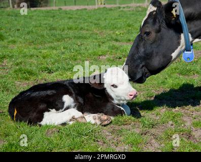 Hausrinder, Milchkuh vom Typ Holstein Friesian mit Hereford Cross Bulle, auf Weide auf ökologischem Landbau, Shropshire, England, Vereinigtes Königreich Stockfoto