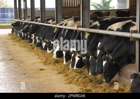 Hausrinder, Holstein Friesian Herd, die sich an der Futterbarriere von Silage ernähren, Staffordshire, England, Winter Stockfoto