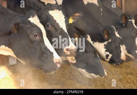 Hausrinder, Holstein Friesian-Kühe, Nahaufnahme der Köpfe, Fütterung mit Silage, an einem kalten Morgen mit aufsteigendem Dampf, England, Großbritannien Stockfoto