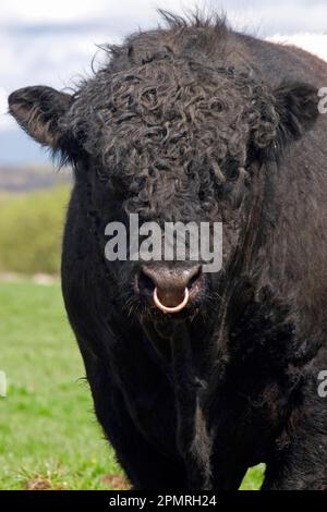 Hausrinder, Belted Galloway, Bulle, Nahaufnahme des Kopfes, auf der Weide stehend, Dumfries und Galloway, Schottland, Frühling Stockfoto