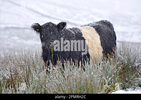 Hausrinder, Belted Galloway, ausgewachsen, im Schnee während des Schneefalls, Slaidburn, Lancashire, England, Winter Stockfoto