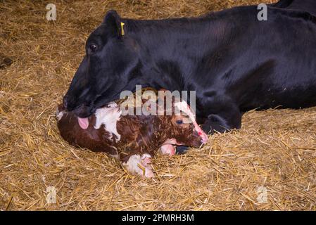 Hausrinder, Holsteinkuh, die das neugeborene Red Holstein Bulle Kalb leckt, in der Strohkälberei, Cheshire, England, Vereinigtes Königreich Stockfoto